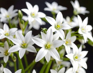 Obraz premium Elegant star-of-bethlehem flowers: a symphony of white petals against black backdrop