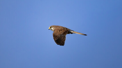 Common Kestrel (Falco tinnunculus) in Dynamic Flight