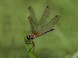 dragonfly resting on a leaf