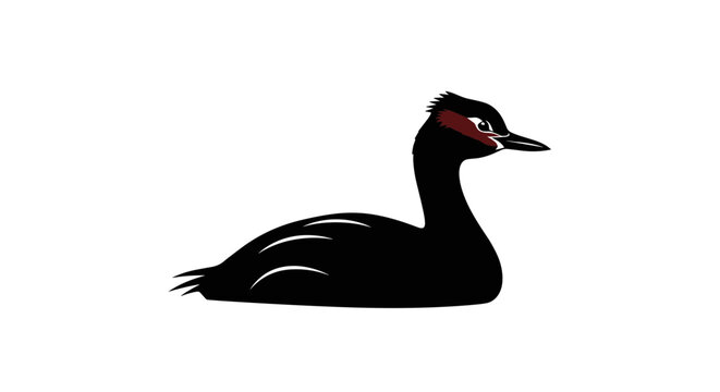 Eared Grebe Illustration Detailed Bird Art on White Background.
