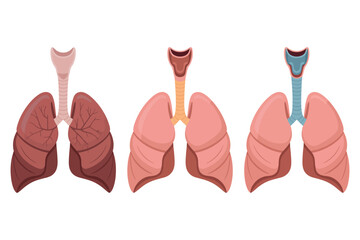 Comparison of healthy lungs versus diseased lungs with trachea illustration art