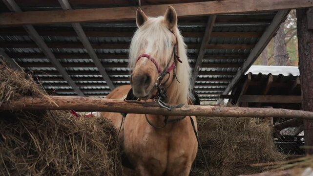 peaceful equine stare indoors, serene palomino with flowing mane in cozy stall filled with hay, tranquil golden horse gazes softly while surrounded by warm sunlight and hay in sheltered space