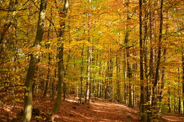 Fototapeta premium Herbst