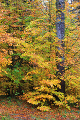 autumn colors in forest