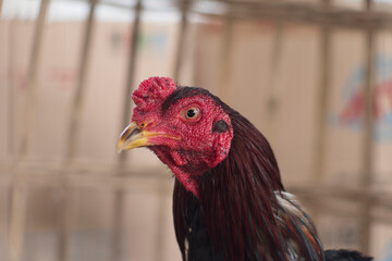 Detailed Close-Up of Rooster Head Features