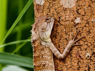 Forest lizard on a tree