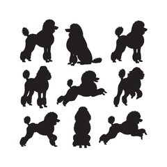 poodle silhouettes collection, poodle silhouette, dog vector, pet dog, cute canine, fancy dog