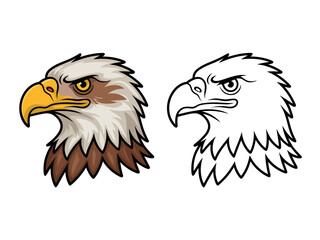 Close-up illustration of a bald eagle's head in profile, alongside a line drawing.