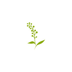 green plant isolated on white background