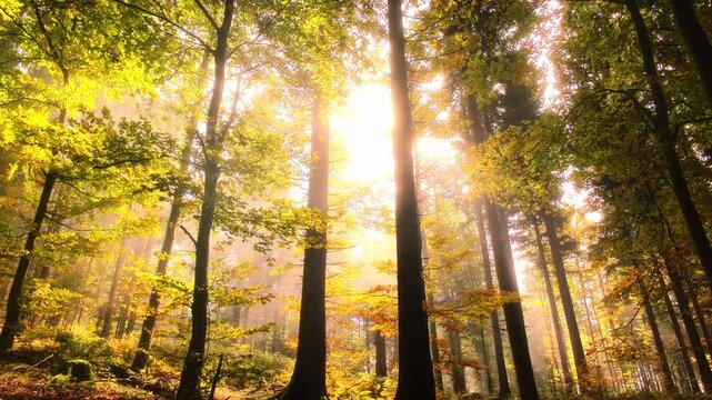 Magische goldene Sonnenstrahlen im herbstlichen Laubwald &ndash; atemberaubende sch&ouml;ne Naturaufnahme, die Ruhe und Inspiration verk&ouml;rpert, Landschaft, Piet&auml;t, Trauer, Frieden, Harmonie, Umwelt