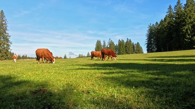 Friedliche Rinderherde auf gr&uuml;ner Wiese unter klarem Himmel, idyllische Landschaft, nat&uuml;rliche Harmonie von Bio-Landwirtschaft und Umwelt, Viehwirtschaftsthemen, K&uuml;he, Tierhaltung, Kuhglockengel&auml;ut
