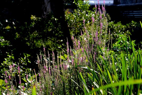 planta flor Lythrum salicaria  