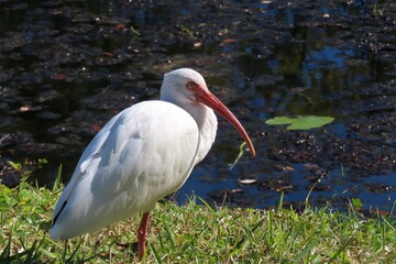 White ibis at the pond in Florida nature, closeup