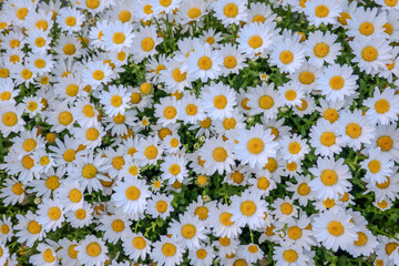 Field of white daisy flowers growing in a sunny green meadow. Simple, beautiful, and natural outdoor scene.