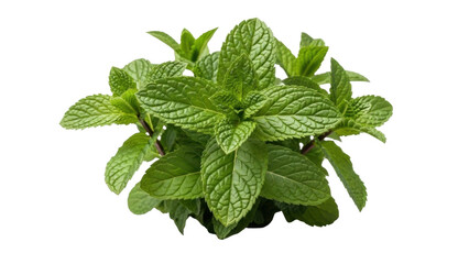 Isolated Mint leaves with fresh green color, natural ingredient for cooking and flavoring