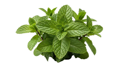 Isolated Mint leaves with fresh green color, natural ingredient for cooking and flavoring