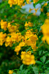 Medium-sized shrub trees with yellow flowers.