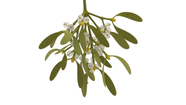 Isolated mistletoe branch with white berries Christmas tradition holiday decoration, symbol
