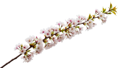 Isolated cherry blossom branch with many flowers, twigs, and leaves of pale color tone