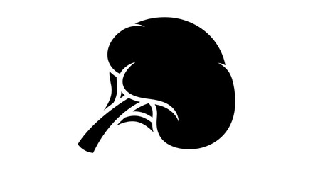 Kidney Anatomy Illustration Human Organ Medical Concept.