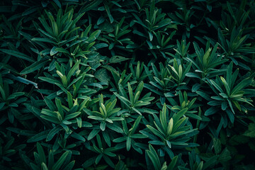 A close up of dark green Spurge plant leaves pattern