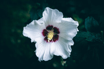 A close up of a white Common Hibiscus flower