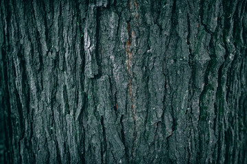 A close up of an old Oak tree bark pattern texture