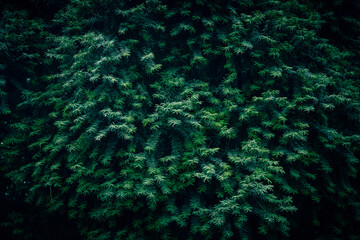A close up of dark green Yew tree branches texture