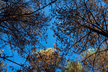 Obraz premium Low angle view looking up at pine trees against blue sky