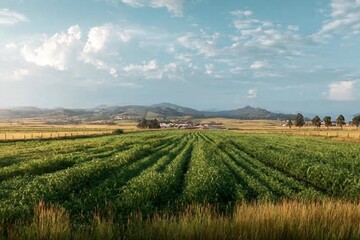 Fototapeta premium Empty farm, landscape and crops in environment, countryside and outdoor with clouds in sky. Plants, vegetables and nature with agriculture, sustainability and food production 