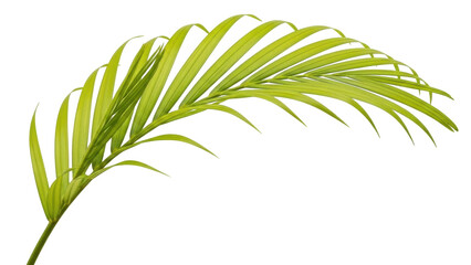 Isolated tropical palm leaf, green frond plant natural element, foliage decor detail beauty