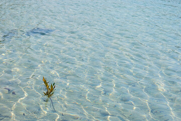 Clear water surface with a single green plant growing in shallow aquatic environment