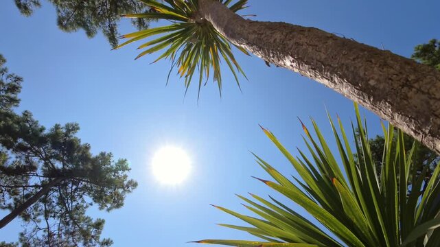 majest&auml;tische Ansicht einer gro&szlig;en Palme - die gr&uuml;nen Palmwedel erstrecken sich kraftvoll gegen den strahlend blauen Himmel und wiegen leicht im Wind, tropisch, tropisch, Urlaub, Reise, Sommer