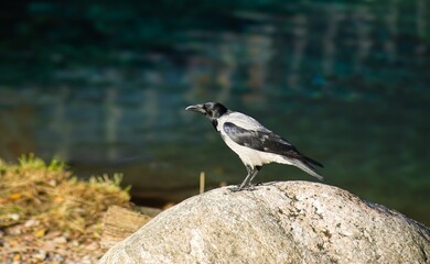 Black and white bird perched on a large rock near a tranquil body of water, surrounded by natural...