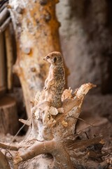 Meerkat standing alert on a weathered log, surrounded by earthy tones and natural textures, showcasing its curious nature in a serene environment