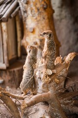 Two meerkats standing on a wooden log, observing their surroundings in a natural habitat, showcasing their curious nature and social behavior in a wildlife setting