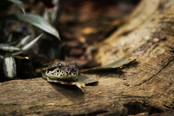 Close-up of a brown snake resting on a leaf amidst textured wood and foliage, showcasing the intricate patterns and natural habitat of this reptile in a serene environment