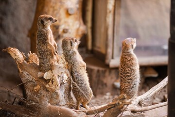 Three meerkats standing on a log, observing their surroundings in a natural habitat, showcasing their social behavior and curiosity in a wildlife setting