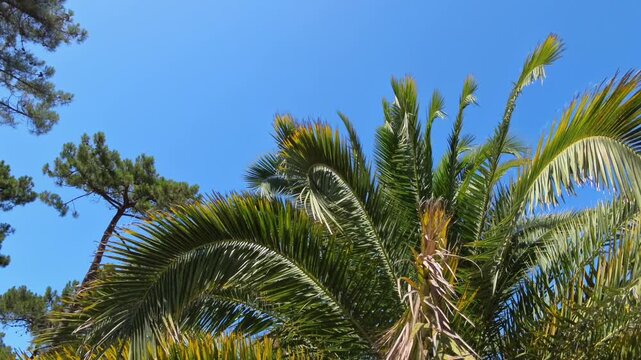 majest&auml;tische Ansicht einer gro&szlig;en Palme - die gr&uuml;nen Palmwedel erstrecken sich kraftvoll gegen den strahlend blauen Himmel und wiegen leicht im Wind, tropisch, tropisch, Urlaub, Reise, Sommer