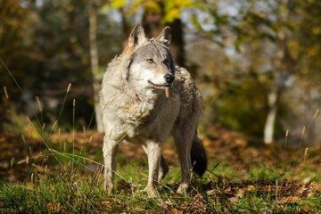 Majestic gray wolf standing on green grass, surrounded by autumn foliage, showcasing natural beauty and wild spirit in a serene forest environment