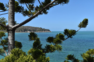 Hoop pine, also known as Araucaria cunninghamii, Magnetic Island, Queensland, Australia