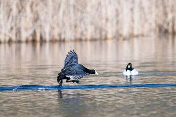 Blässhuhn (Fulica atra) während der Balz	