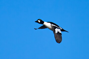 Schellente Männchen (Bucephala clangula) im Flug	