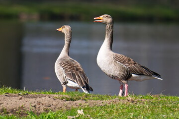 Graugänse Paar  im Frühjahr in der Oberlausitz  © Karin Jähne