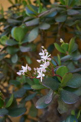 Crassula ovata succulent plant