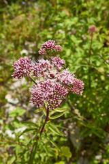 Eupatorium cannabinum plant