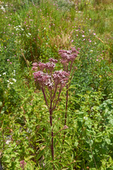 Eupatorium cannabinum plant
