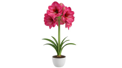 Isolated Amaryllis plant with pink flowers in ceramic pot for commercial use, no background