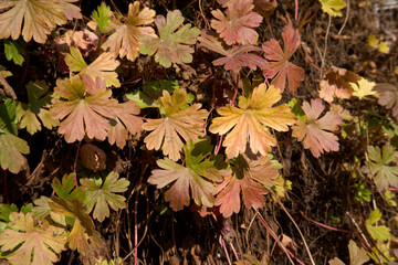 Geranium macrorrhizum 