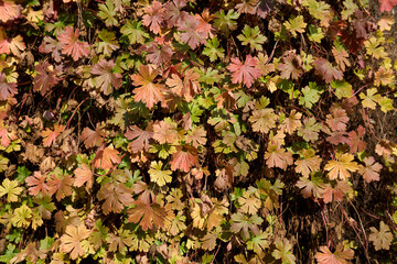 Geranium macrorrhizum 